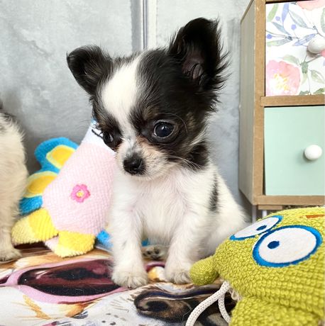 Gucio przepiękny bardzo maleńki chłopiec Chihuahua