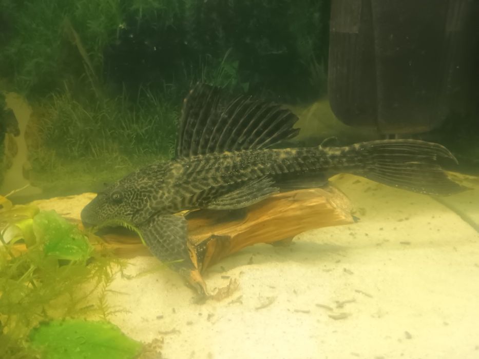 zbrojnik 20 cm pleco i gibi