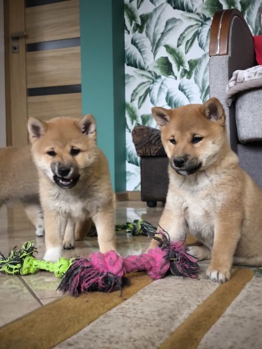 Shiba Inu śliczne pieski i suczki ZKwP/FCI