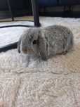 Królik Baranek Mini Lop
