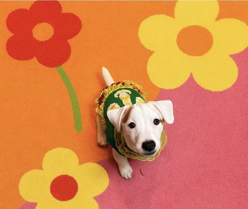 Красивая девочка джек рассел терьер ищет родителей