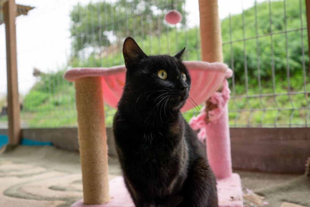 Czarny kot Venom czeka na dom w schronisku