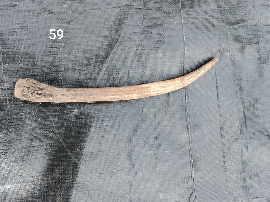 Sprzedam poroże łosia, jeleni, parostki koziołka