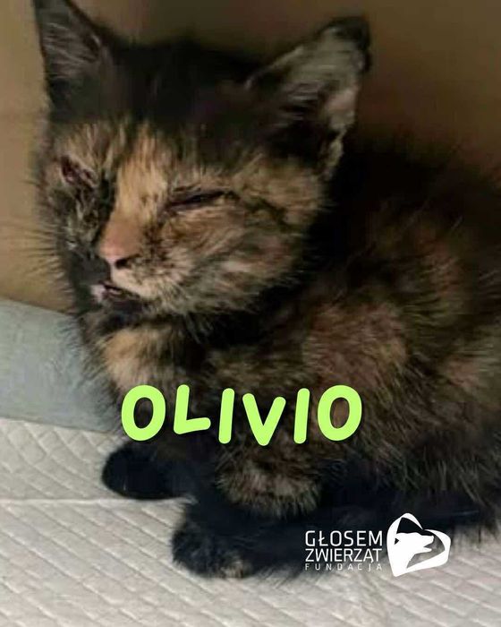 Acza, Brzoś, Olivio i Patyk - małe kotki do adopcji