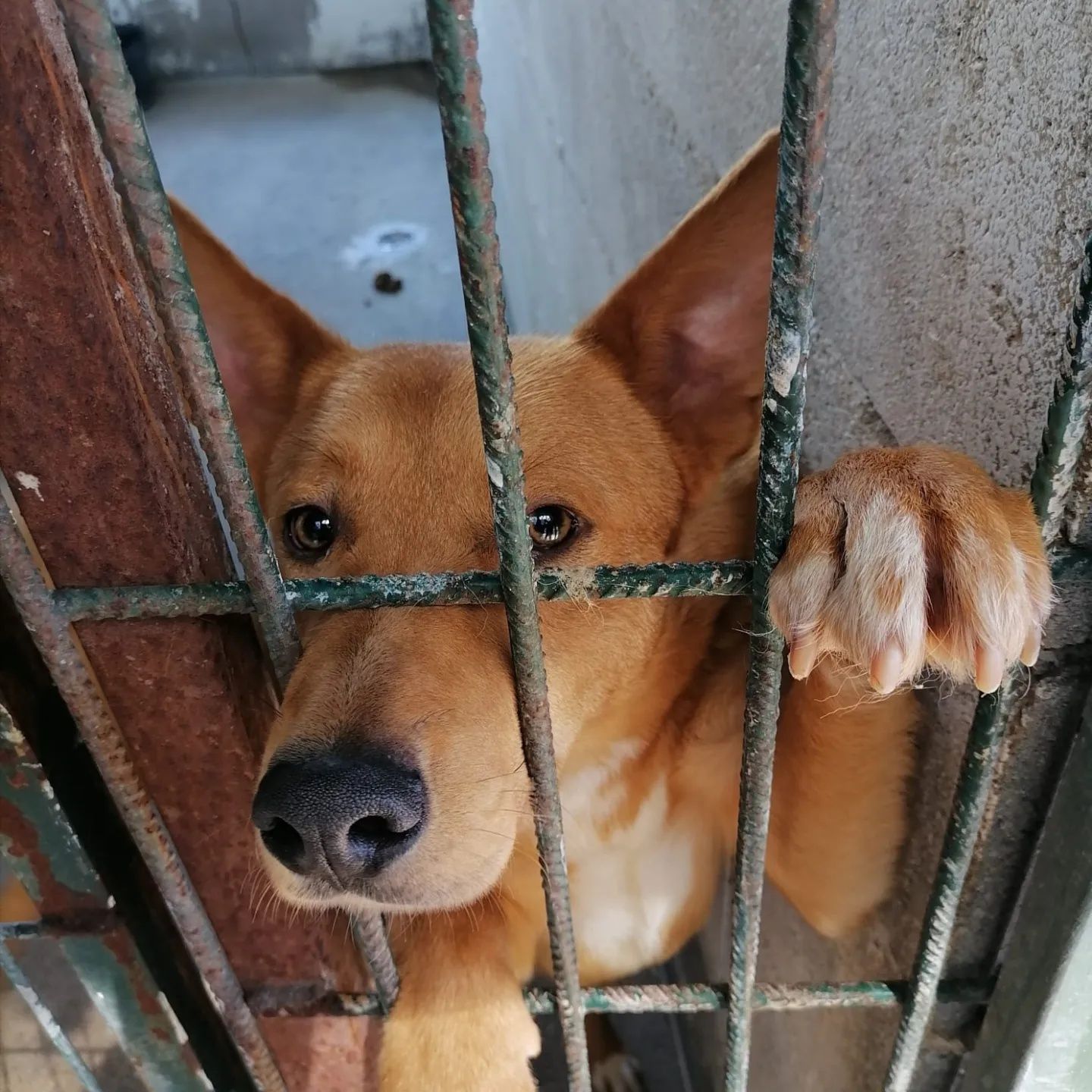 Cão super giro para adoção responsável