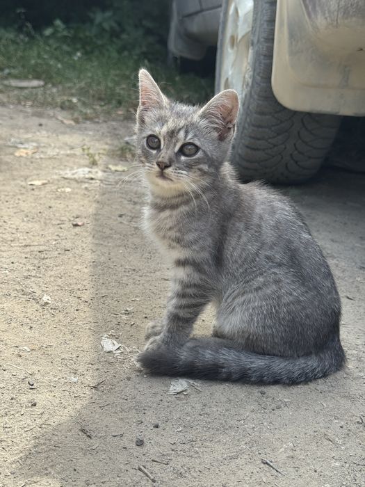 Двоє кошенят і мама шукають дім