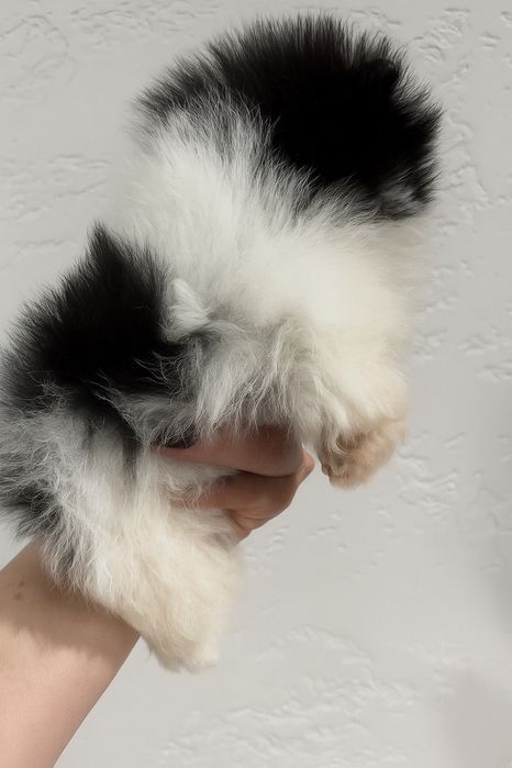 Szpic miniaturowy pomeranian xs mini chlopiec particolor bialo czarny