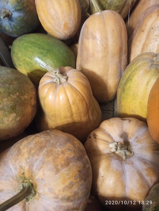 Гарбуз дыня тыква круглая