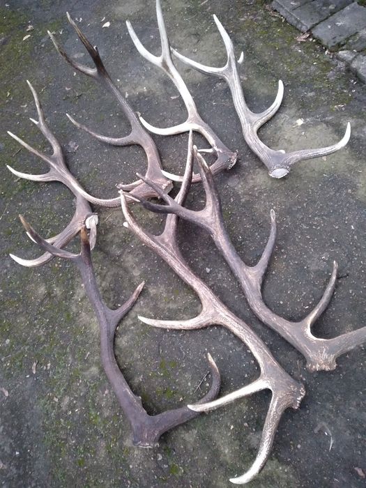 Продам рога оленя , лося кг 800 грн