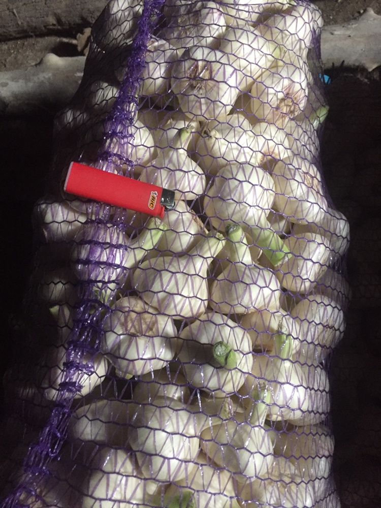Продам часник молодий сорт любаша