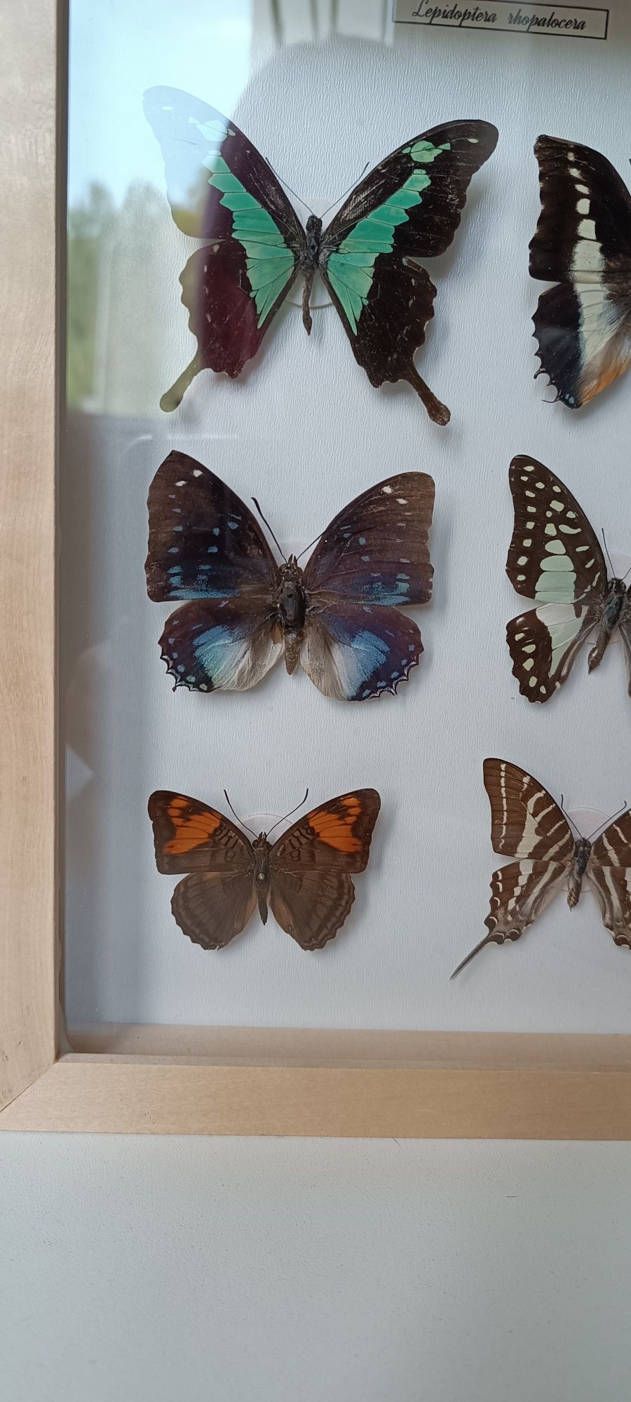 Prawdziwe Motyle w gablocie gablotce motyle w ramce spreparowane