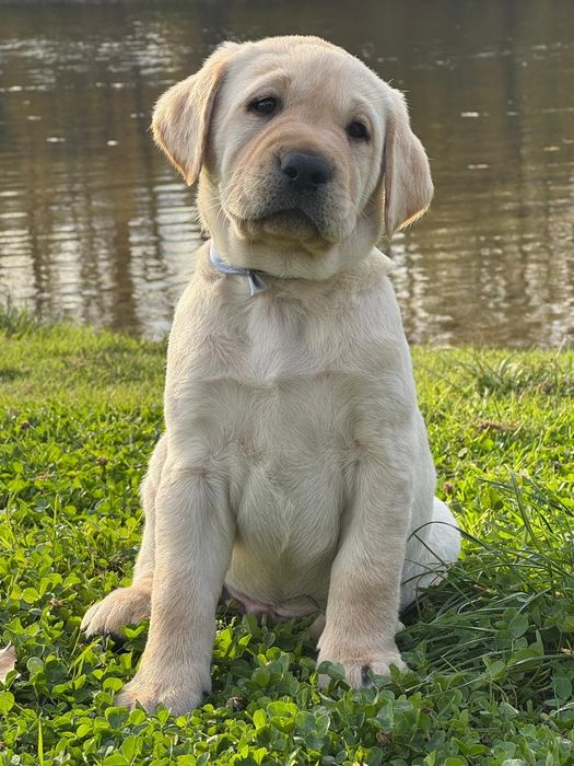 Серце i нiжнicть