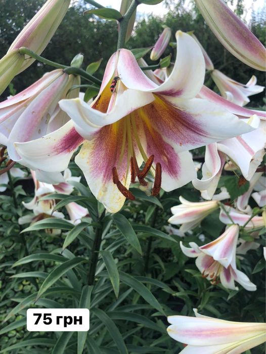 Ліліі садові різнокольорові