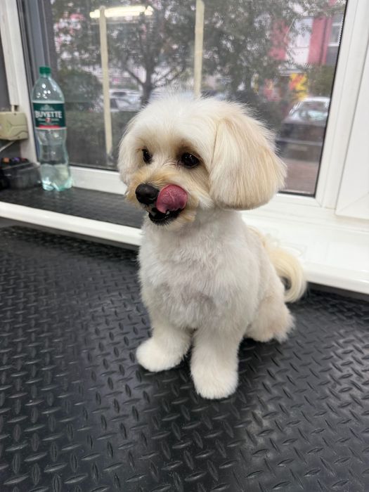 Шукаю моделей для стрижки собак, Позняки