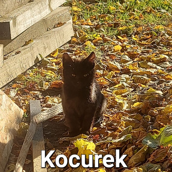 Oddam 5 małych kotów