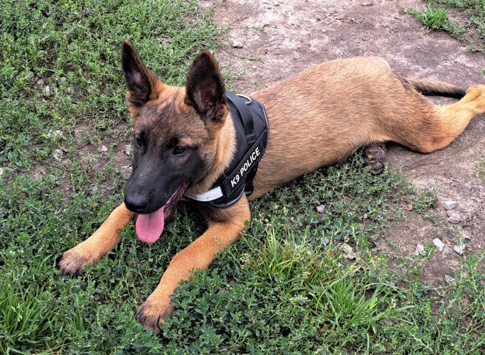 Owczarek Belgijski Malinois piesek 12 tygodni gotowy do odbioru