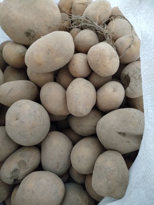 Ziemniaki odpady 0.20 gr/kg