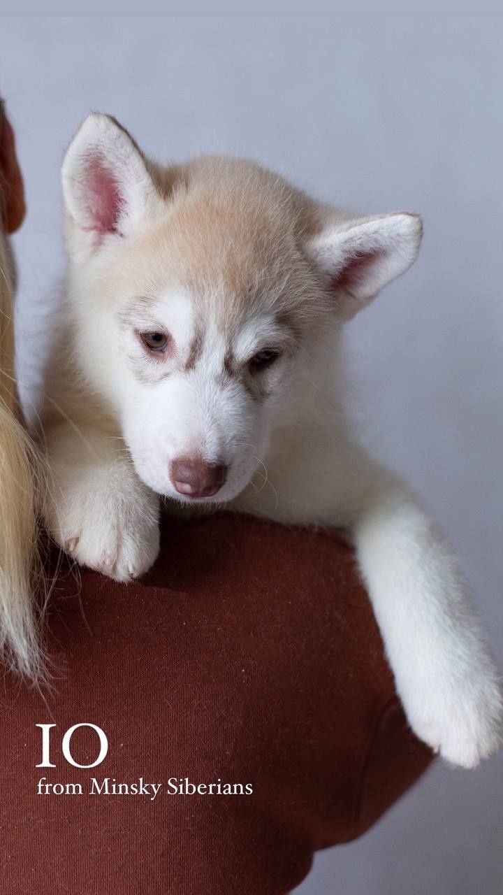 Twój idealny towarzysz z hodowli Siberian Husky.