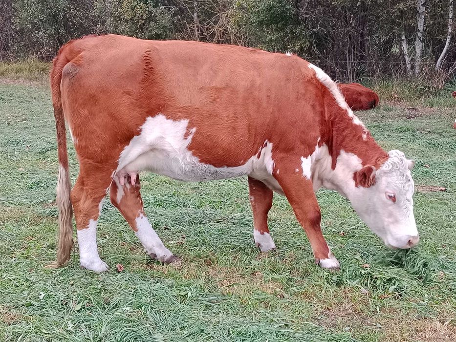 Hereford krowy krowa