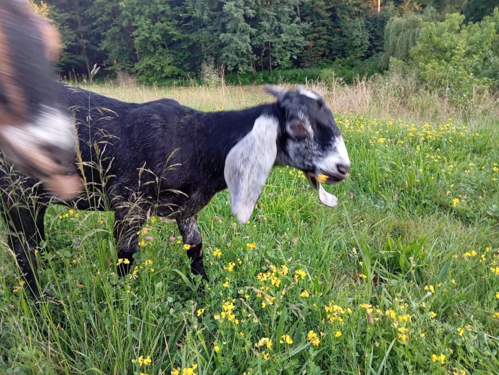 Koziolek anglonubijski