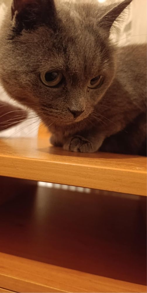 Kotka rosyjska niebieska do adopcji