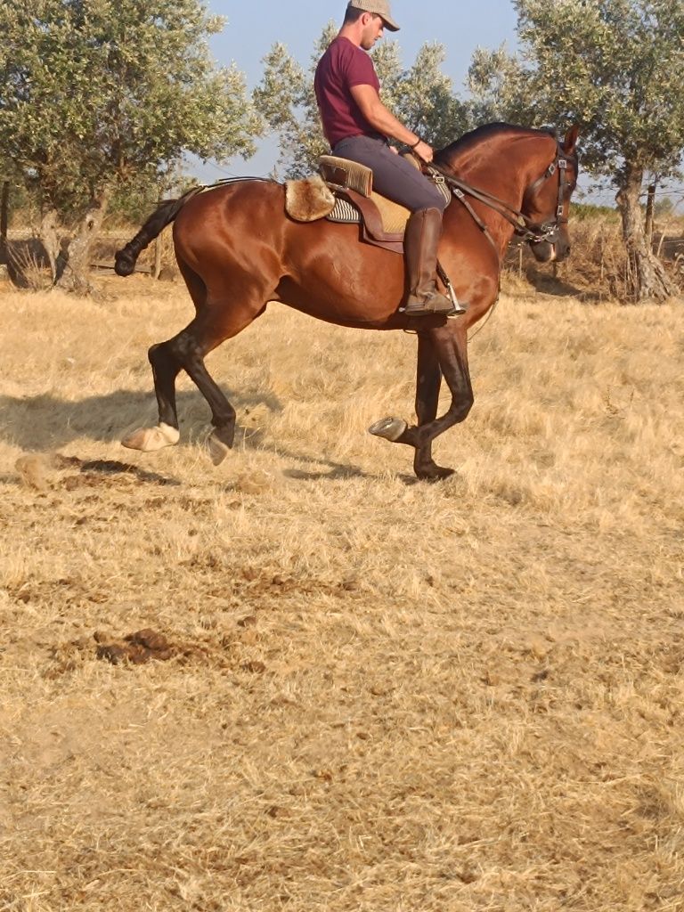 Para venda cavalo inteiro