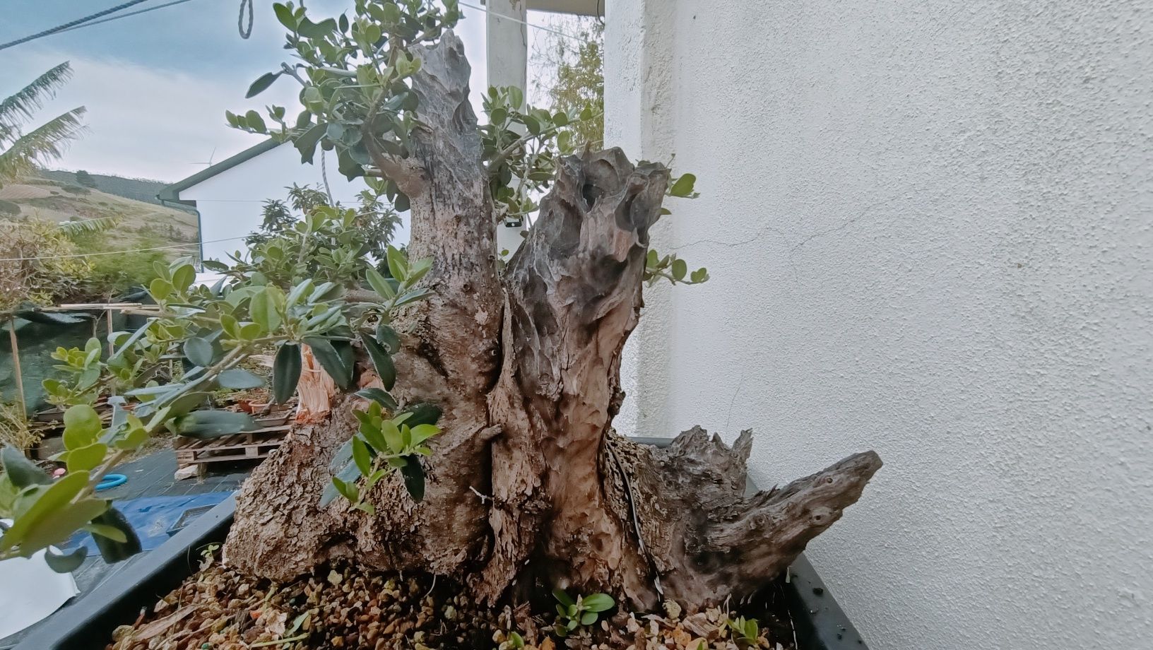 Vendo pré bonsai de oliveira silvestre