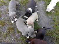 Oddam pitbulle w dobre rece