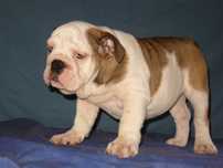 Buldog angielski suczka