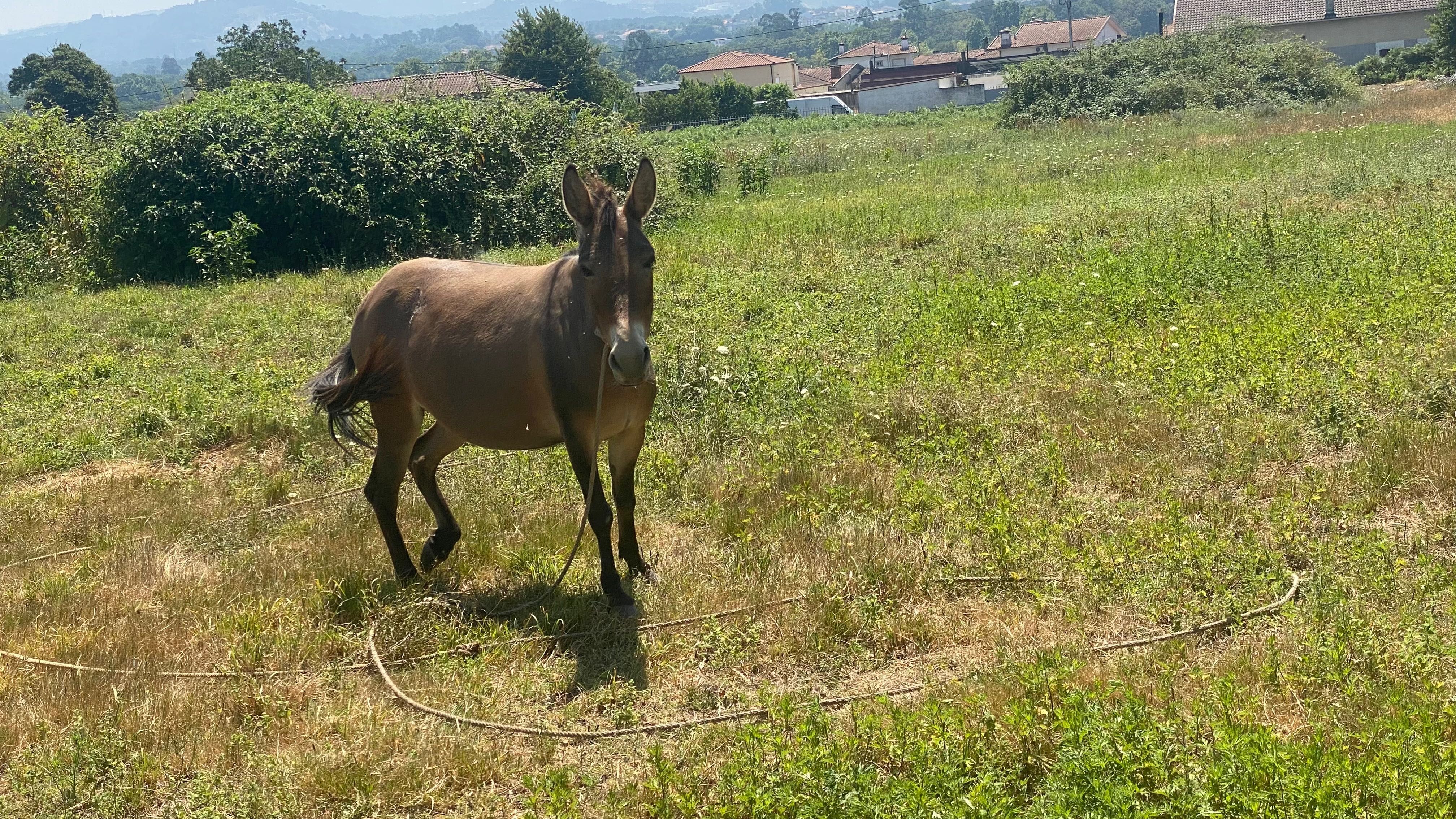 Vendo mula de boa qualidade