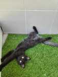 3 miesięczni bracia do adopcji
