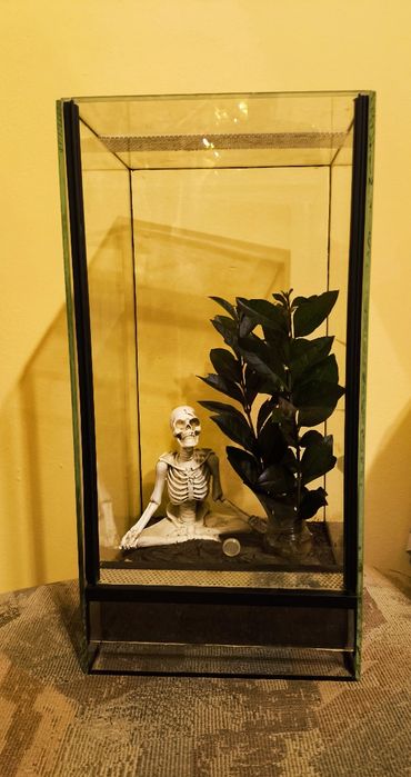 Terrarium plus straszyki diabelskie