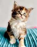 Maine coon - kotka