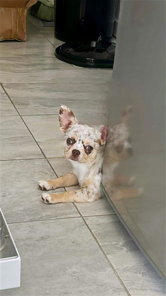 Chihuahua Merle Fêmea