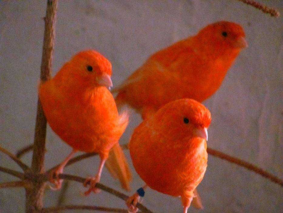 Kanarki czerwone,mozaika biała,mozaika czerwona,kasztan