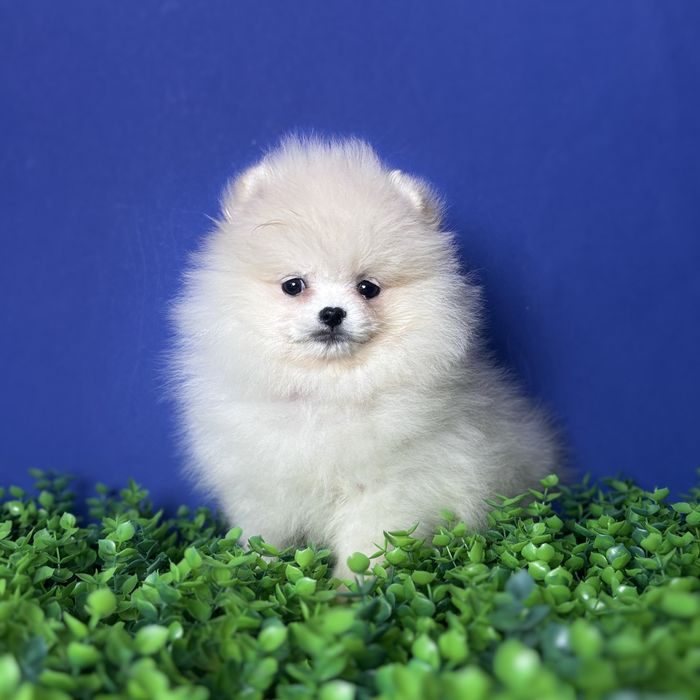 хлопчик шоу классу тип ведмедика