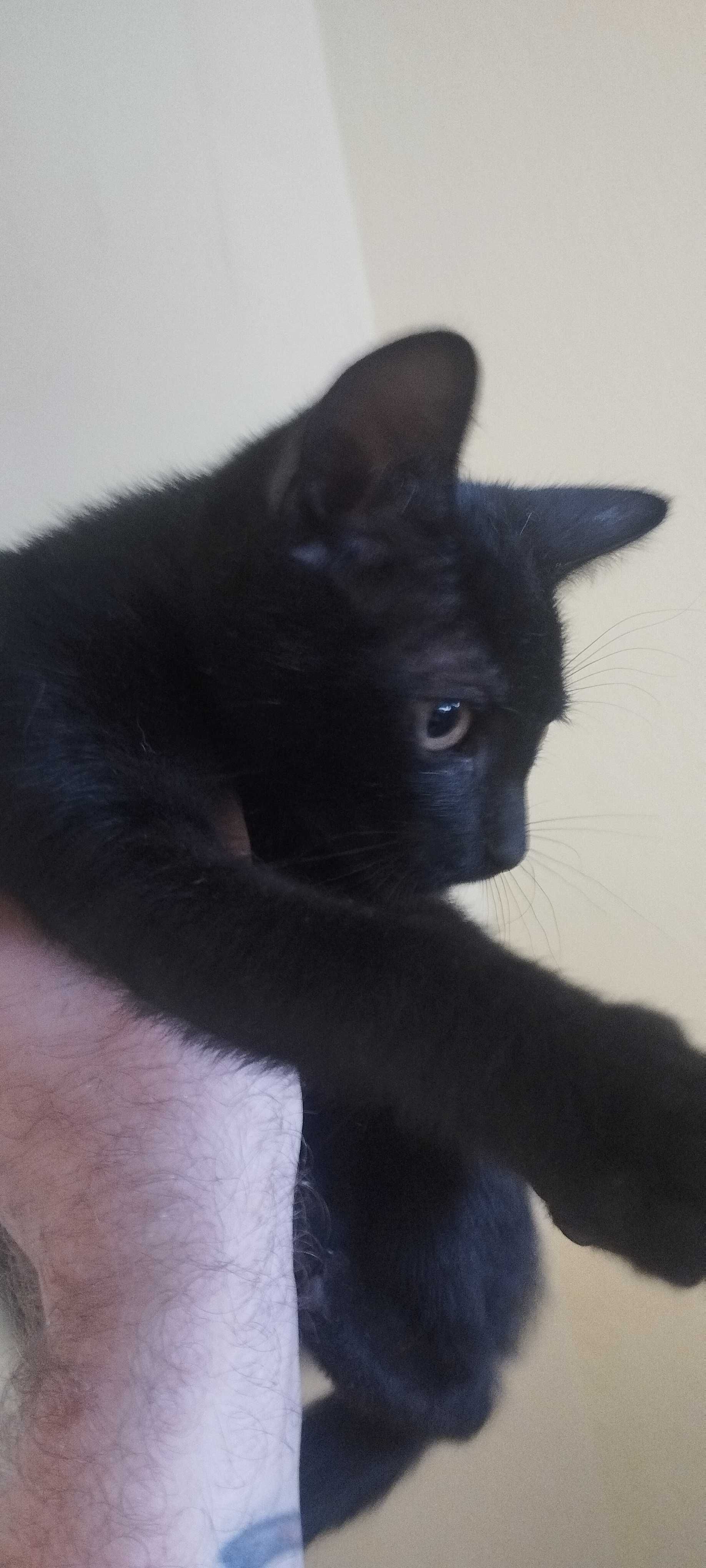 Gatinhos bebés para adoção