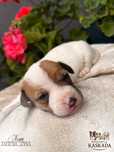 Jack Russell Terrier o imieniu NORA