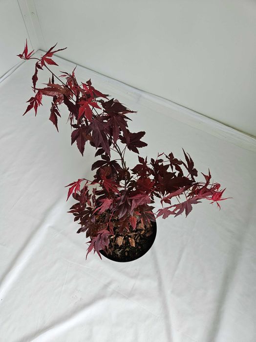 Klon palmowy bonsai ‘Bloodgood’ 45 cm donica 2L