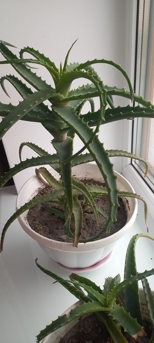 АЛОЄ     .              .