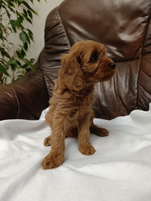 Cavapoo śliczna Suczka