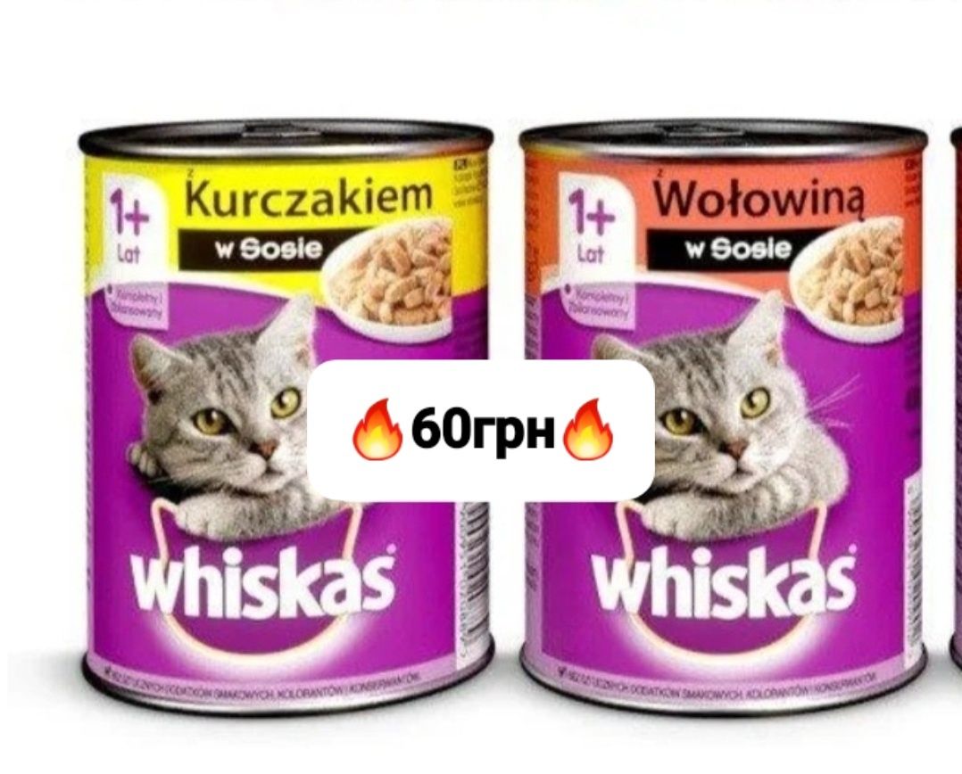 Сухий та вологий корм Кітті Kitty для котів