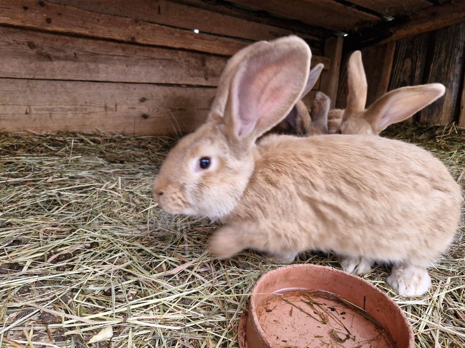 Sprzedam młode króliki