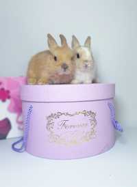 Карликовые мини кролики,міні декоратианые,декоративні,цветной карлик