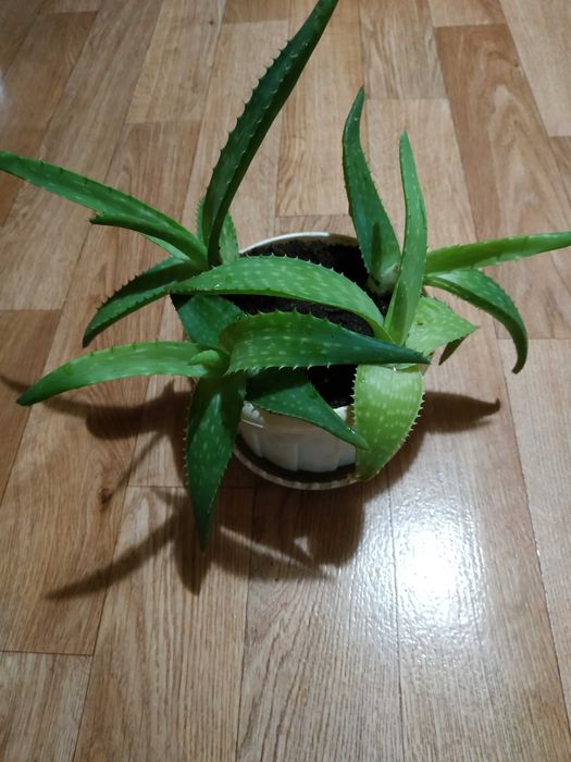 Квіти Алоє Вера товстолистий