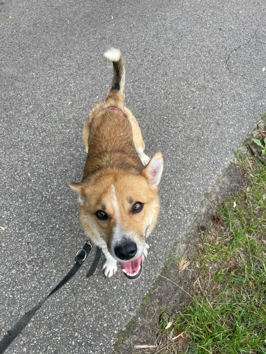 Energiczny, młody Gazik szuka domu