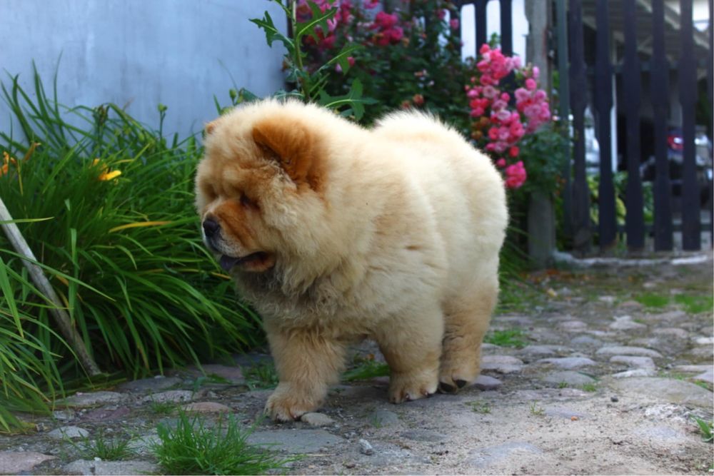Ruda suczka chow chow