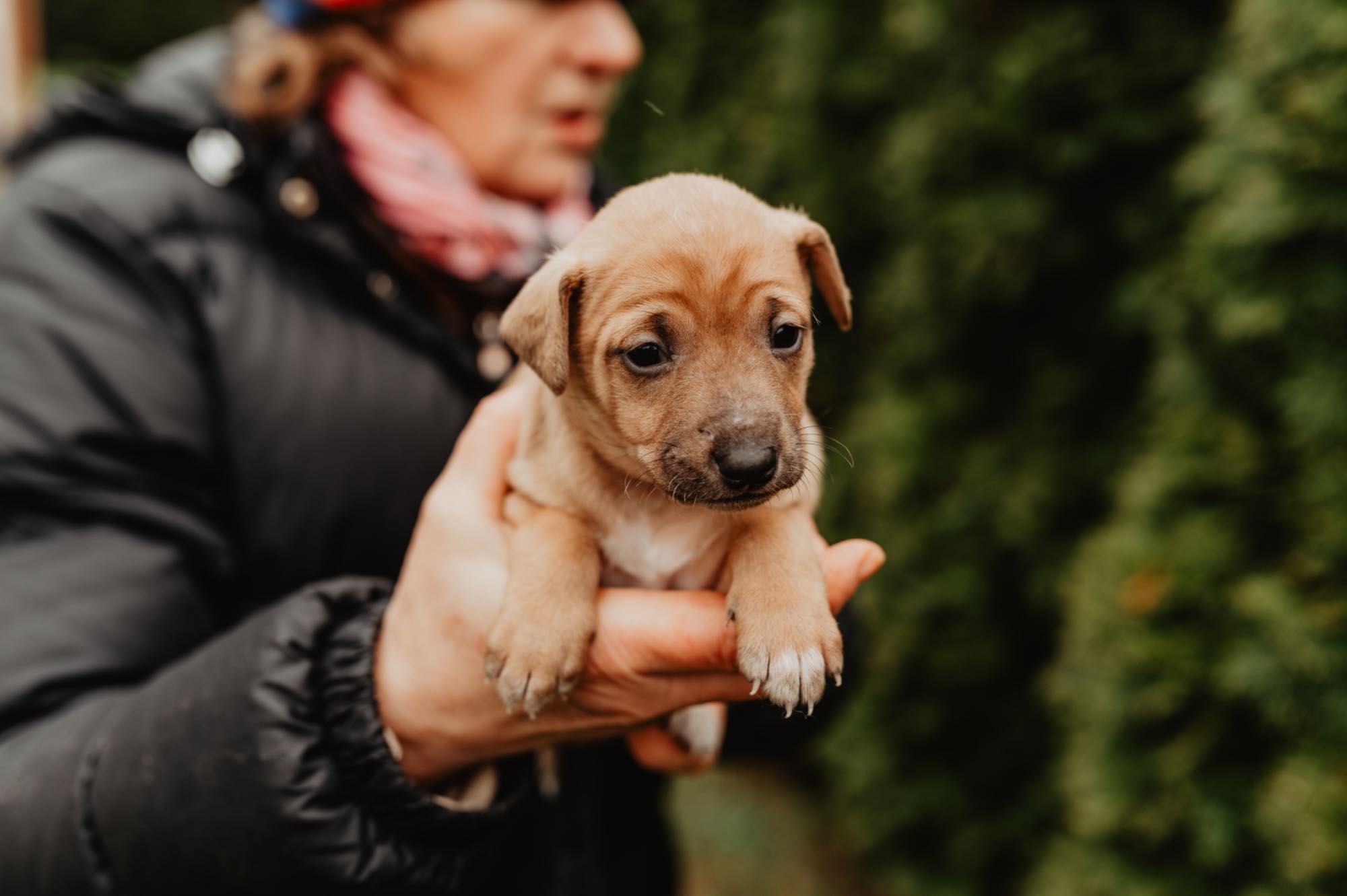 Zjawiskowe szczenięta do adopcji