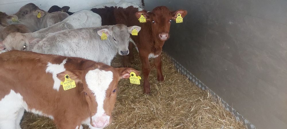 Byczki miesne Łeczna  i jałoszki