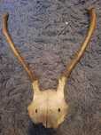 trofeum poroze fragment czaszki